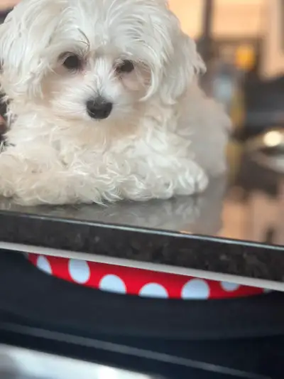 bichon Maltais , View more