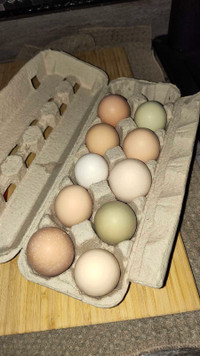 Fertilized hatching eggs