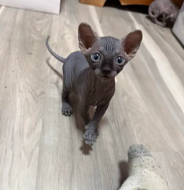 sphynx kittens in Cats & Kittens for Rehoming in Vernon - Image 8