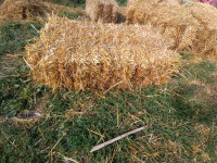 Straw small square bales
