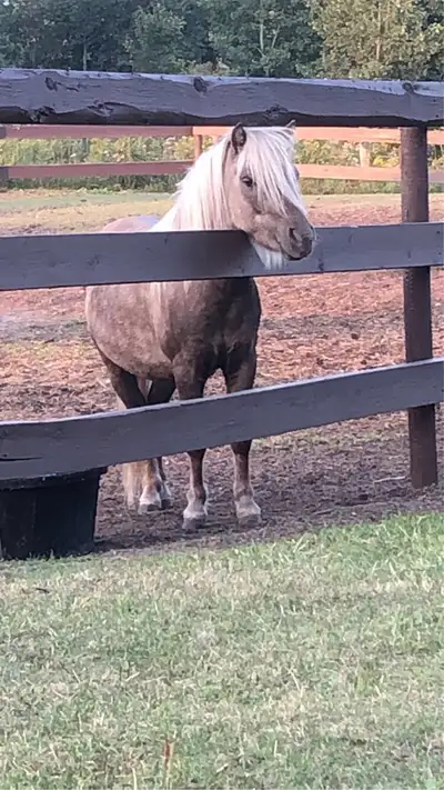 Mini stallion 5 years old , View more