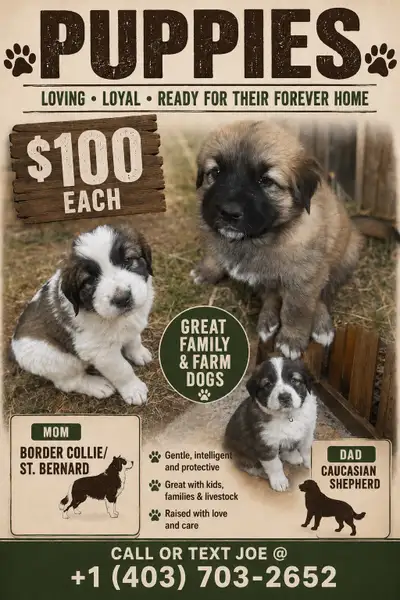 Large breed farm puppies, View more