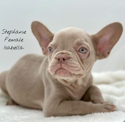 FRENCHIE AND FRENCHTON PUPPIES - READY TO GO, View more