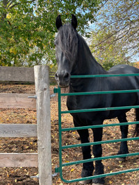 Free manure/ fertilizer 