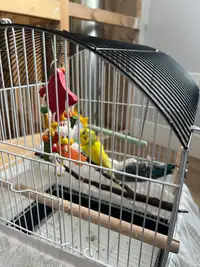 2 birds + cage