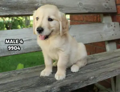 Sweet golden retriever puppies, View more