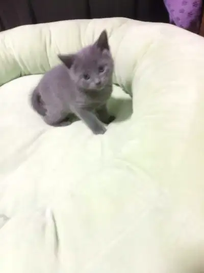 Russian Blue Kittens , View more