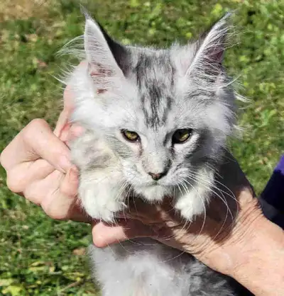 Christmas sale $3-500 off ends Dec 14th., View more