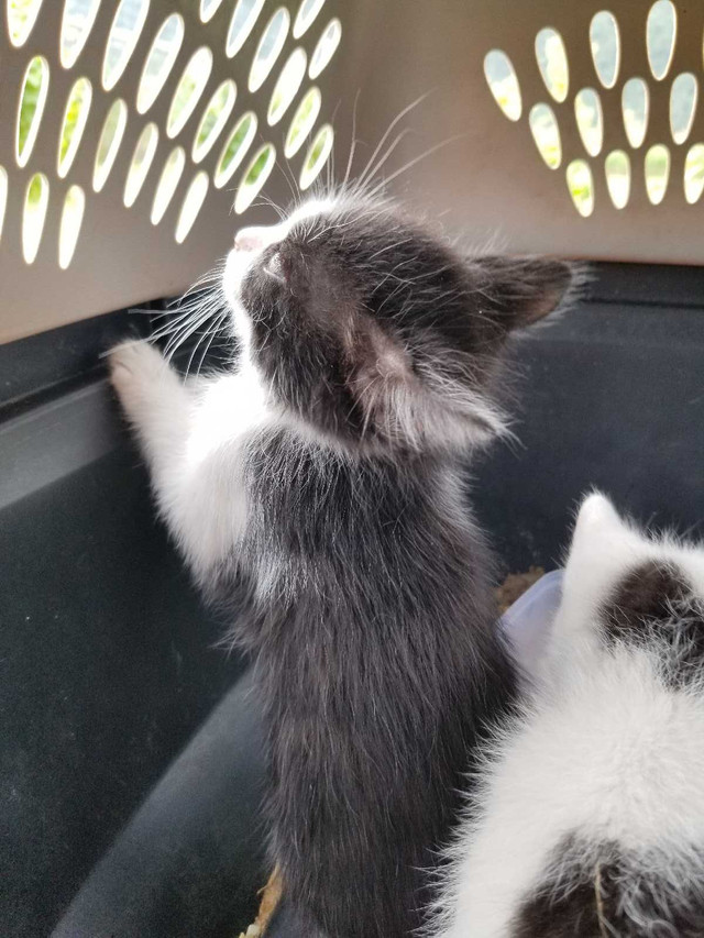 Cute Kittens in Cats & Kittens for Rehoming in Kelowna - Image 4