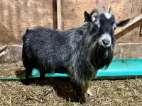 Pygmy Goat Breeding Buck *proven