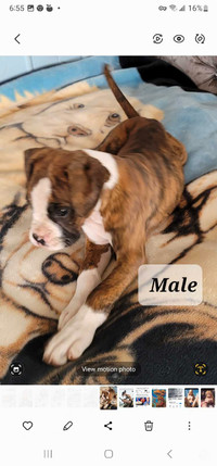 Boxer puppie Prince George ready to go 