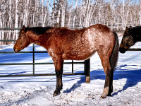 Bay Roan AQHA Yearling Filly