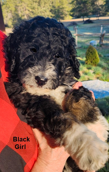 Stunning  Bernedoodles Ready To Go! in Dogs & Puppies for Rehoming in Trenton - Image 4