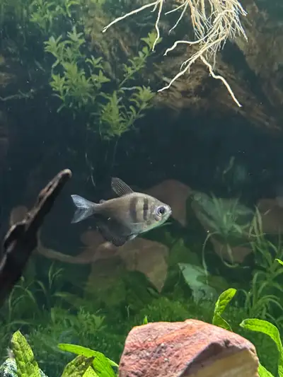 trade fishes?, View more