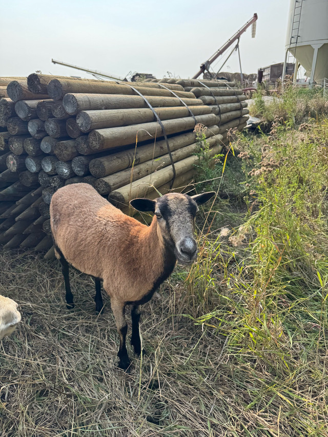 American Blackbelly ewes and ewe lambs in Livestock in Red Deer