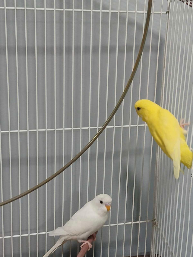 Budgies- two in Birds for Rehoming in Saskatoon