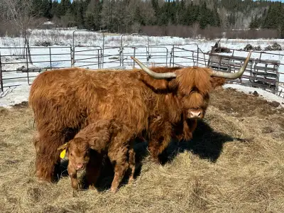 cow/calf pair, View more
