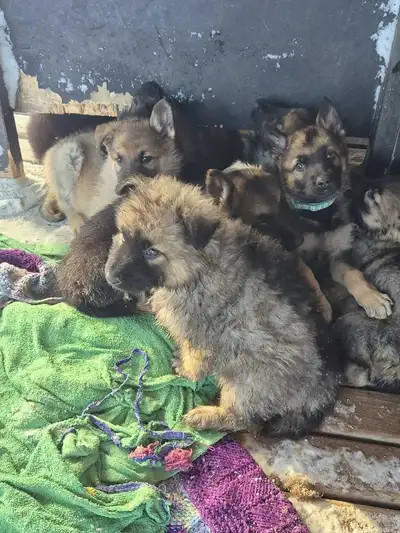 Puppies german shepherd/ Chiots berger allemand, View more