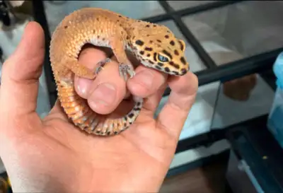 I have a beautiful two year old leopard gecko for sale, she is a blood emerine tangerine. Proven bre...