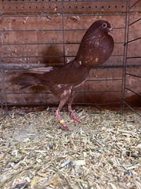  One Brunner pouter pigeon
