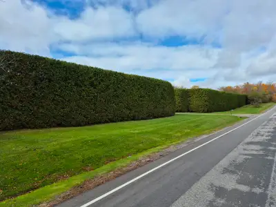 EASTERN WHITE CEDAR TREES FOR SALE, View more
