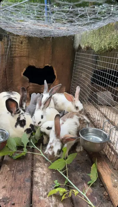 lapins à vendre, View more