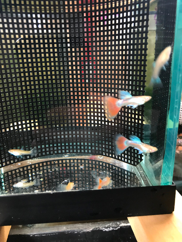 Three Young Pairs of Red and Blue Guppies for Sale in Fish for Rehoming in Oshawa / Durham Region - Image 3