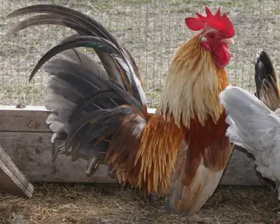 Fertilized purebred Serama hatching chicken eggs, View more
