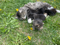 Mamma cat and her kittens 
