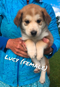 Puppies! (Shepherd x collie x heeler)