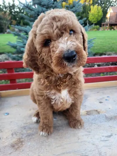 STANDARD SIZE F1B LABRADOODLE PUPPIES FOR SALE Ready For Their Forever Homes !! These puppies are a...