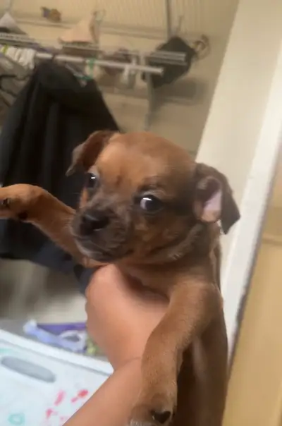Pug x Chihuahua puppies ready for a new home, View more