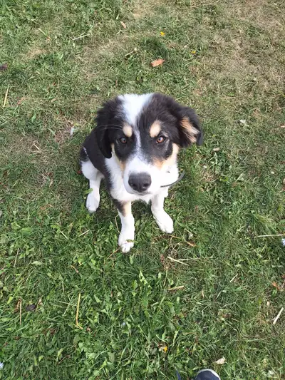 $150 To rehome to a good home!, View more