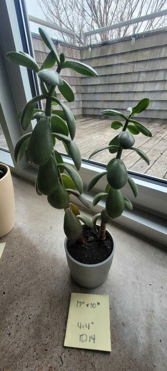Two indoor Jade plants 17"x10" in one IKEA NYPON 4"x4" pot in Other in City of Halifax - Image 2
