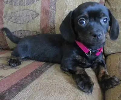 BEAUTIFUL DACHSHUND X CHIHUAHUA FEMALE PUPPY, View more