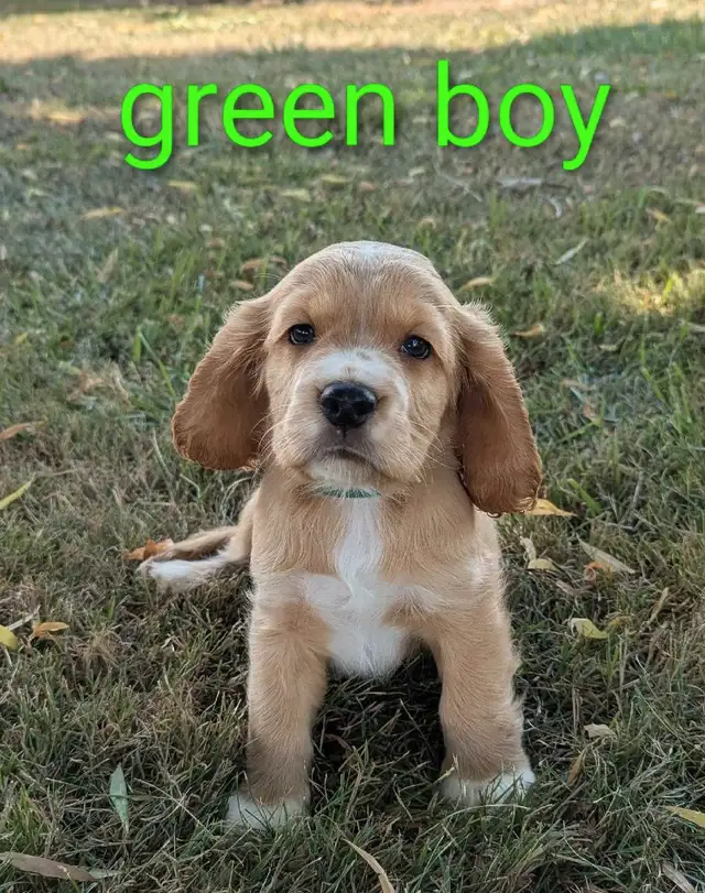 ❤️Beautiful Cocker Spaniel Puppies❤️Ready to take home in Dogs & Puppies for Rehoming in Grand Bend - Image 5
