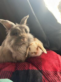 2 female bunnies 