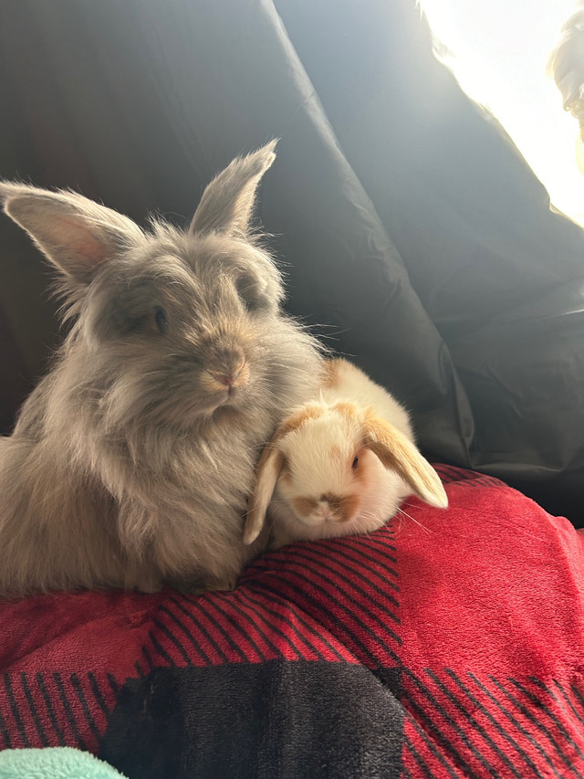 2 female bunnies  dans Petits animaux à adopter  à Ville de Montréal
