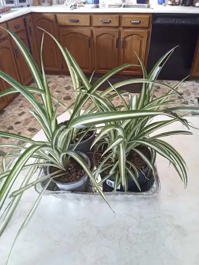 Spider plants, View more