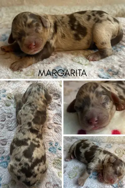 SPRINGERDOODLE/SPROODLE  PUPPIES (Springer spaniel X poodle), View more