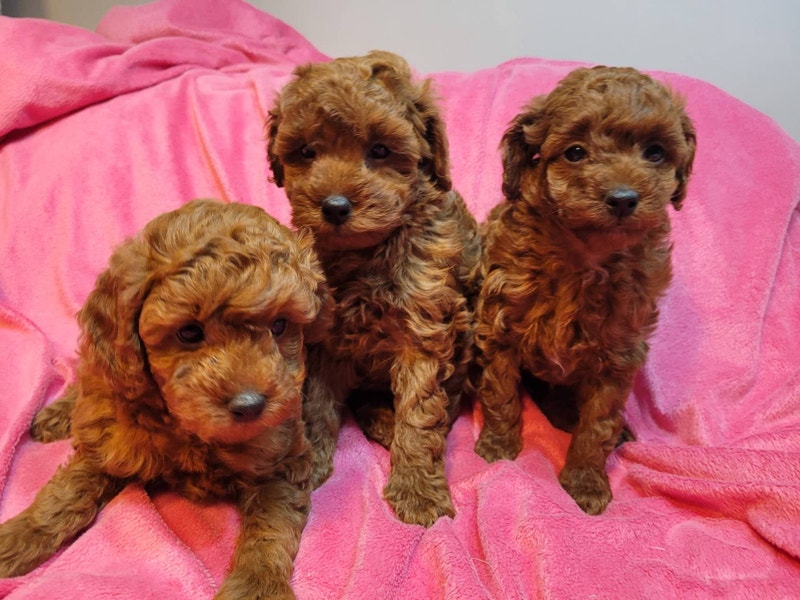 Deep Red pure toy poodle puppies Dogs & Puppies for Rehoming Guelph