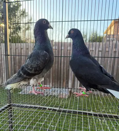 pigeons for sale, View more