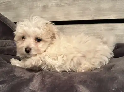 Purebred Maltese, View more