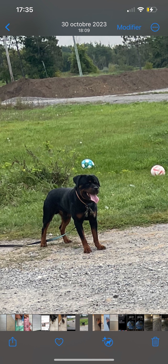 Rottweiler for sale  in Dogs & Puppies for Rehoming in Ottawa - Image 2