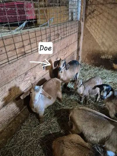 1 doeling boer x, 3 bucklings dwarf, 4 bucklings boer x. All boer the first 2 weeks of January. Vacc...