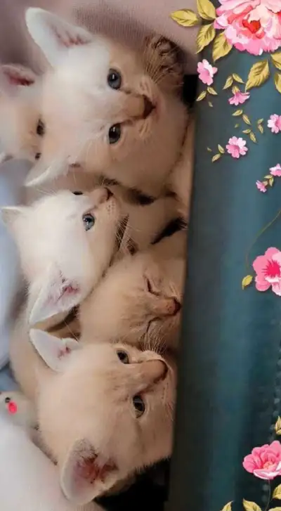 ♥️Mignons Chatons Siamois♥️Beautiful Siamese Kittens♥️, View more