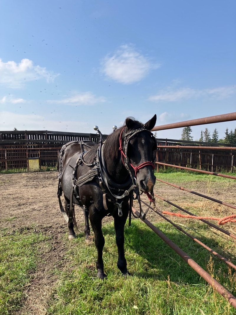 Broke quarter horse team Equestrian & Livestock Accessories