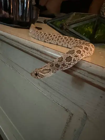 Snakes for sale, View more