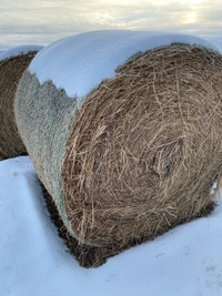 Hay For Sale