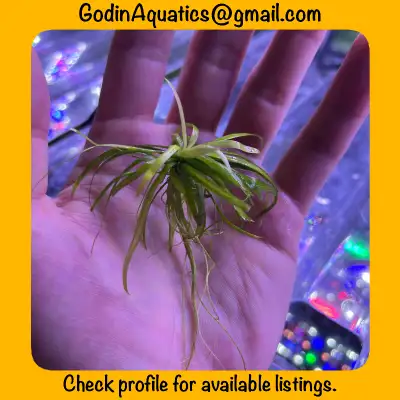 Helanthium tenellum - live aquarium plant, View more